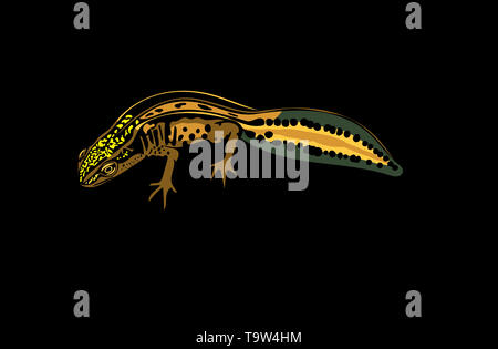 Coloured computer drawn illustration of Palmate newt in profile isolated on black background. Stock Photo