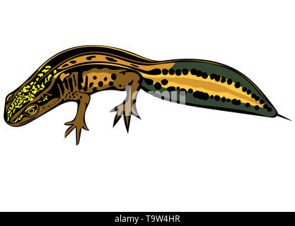 Coloured computer drawn illustration of Palmate newt in profile isolated on white background. Stock Photo