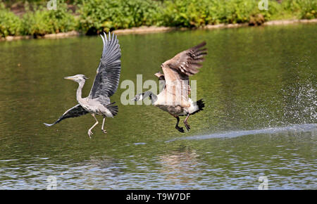 Heywood, UK, 20th May, 2019. A Canadian Goose chasing a young Heron on the water, Queens Park, Heywood, Greater Manchester. Credit: Barbara Cook/Alamy Live News Stock Photo