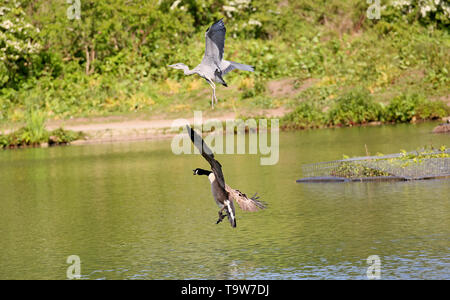 Heywood, UK, 20th May, 2019. A Canadian Goose chasing a young Heron on the water, Queens Park, Heywood, Greater Manchester. Credit: Barbara Cook/Alamy Live News Stock Photo