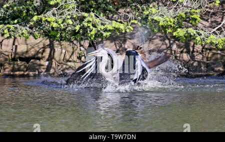 Heywood, UK, 20th May, 2019. A young Heron learning to fly lands in water at Queens Park, Heywood, Greater Manchester. Credit: Barbara Cook/Alamy Live News Stock Photo