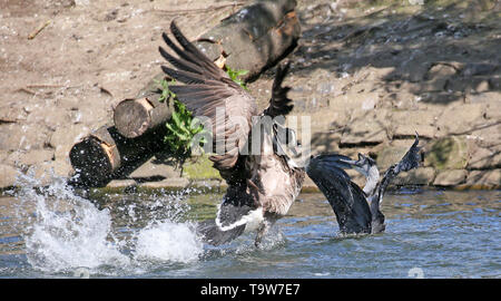 Heywood, UK, 20th May, 2019.  A Canadian Goose attacking a young Heron that has landed in the water at Queens Park, Heywood, Greater Manchester. Credit: Barbara Cook/Alamy Live News Stock Photo