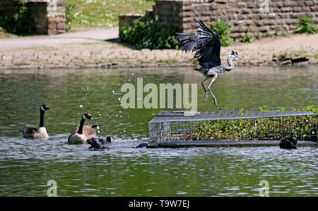 Heywood, UK, 20th May, 2019. A young Heron escapes from Canadian Geese at Queens Park, Heywood, Greater Manchester. Credit: Barbara Cook/Alamy Live News Stock Photo