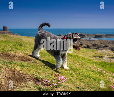 Miniature Schnauzer dog, salt and pepper colour Stock Photo