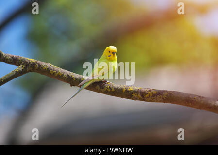 Green and yellow budgerigar parrot (Melopsittacus Undulatus) on tree branch Stock Photo