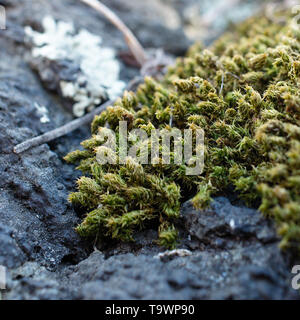 Moss growing on black volcanic rock at Cuicuilco Archaeological Site, Mexico City, Mexico. Stock Photo