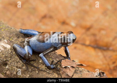 Blue Harlequin poison dart frog, Oophaga histrionica. A small tropical exotic poisonous dartfrog from the rain forest of Colombia. Stock Photo