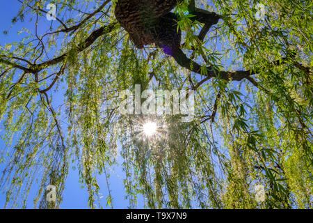 Weeping willow (Salix babylonica), pendulous branches in the spring, Weilheim, Bavarians, Germany, Europe, Trauerweide (Salix babylonica), herabhängen Stock Photo