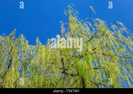Weeping willow (Salix babylonica), pendulous branches in the spring, Weilheim, Bavarians, Germany, Europe, Trauerweide (Salix babylonica), herabhängen Stock Photo