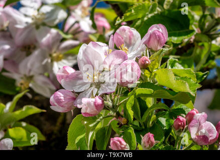 Apple blossom, blossoming apple tree (Malus domestica), Bavaria, Germany, Europe, Apfelblüte, Blühender Apfelbaum (Malus domestica), Bayern, Deutschla Stock Photo