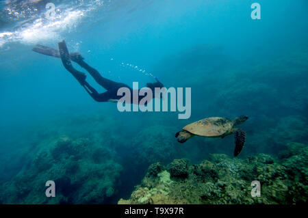 A snorkeler observes a green sea turtle, Chelonia mydas, swimming in Hanauma Bay, Oahu, Hawaii, USA Stock Photo