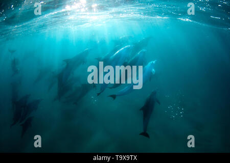 Bottlenose dolphins, Tursiops sp., Coffee Bay, Eastern Cape Wild Coast, South Africa Stock Photo