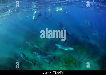 Bottlenose dolphins, Tursiops sp., Coffee Bay, Eastern Cape Wild Coast, South Africa Stock Photo