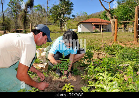 A tourist plants a tree as part of a sustainable ecotourism initiative in Bonito, Mato Grosso do Sul, Brazil Stock Photo