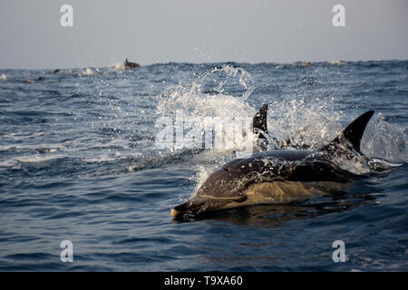 Long-beaked common dolphin, Delphinus capensis, swims on the surface off Coffee Bay, Eastern Cape Wild Coast, South Africa Stock Photo