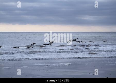Seagulls flying before a storm Stock Photo