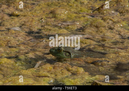 An adult female American Bullfrog (Lithobates catesbeianus) from Broomfield County, Colorado, USA. Stock Photo