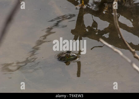 American Bullfrog (Lithobates catesbeianus) from Broomfield County, Colorado, USA. Stock Photo