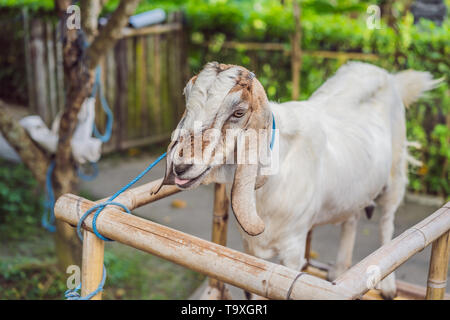 cute white goat with horns standing tall in a goat pen at desa dairy farm calf pen