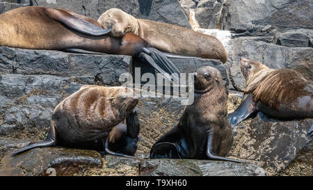 Australian Fur Seals, Bruny Island, Tasmania Stock Photo