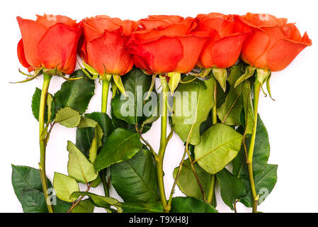 Summer background with red roses and green stems. Green leaves and flowers on a white background. Place for text. View from above. Romantic postcard Stock Photo