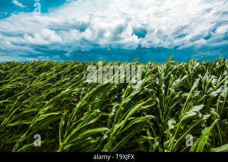 Dark stormy clouds over cultivated green cornfield landscape Stock Photo