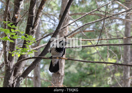 Crow  perched on a tree branch Stock Photo