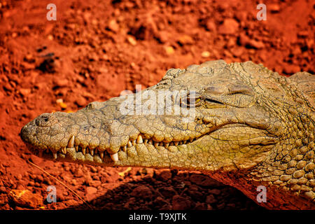 Close up photo of the mouth and teeth of a nile crocodile. It is portrait of head. IIt is wildlife photo of Nile crocodile in Senegal, Africa. He is o Stock Photo