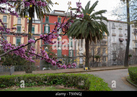 Botanical garden of Naples, Orto Botanico, the buildings of Via Foria Stock Photo