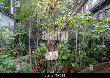 Botanical garden of Naples, Orto Botanico, Tropical area Stock Photo