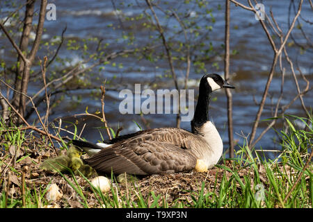 A female Canada goose in her nest hatching eggs with her goslings under her wing. A female goose with her goslings. Mother goose incubating eggs.