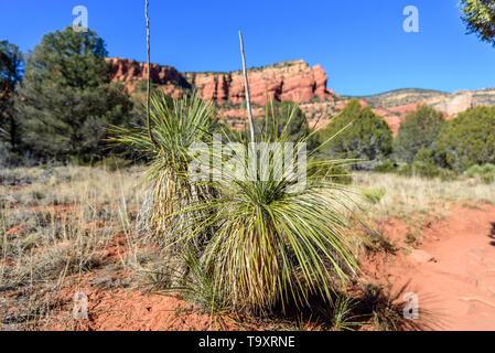 Two young soaptree yuccas grow in the soft red sand of the Sedona desert. Clear blue skies Stock Photo