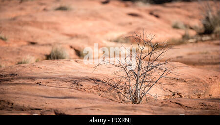 A small shrub lies dead in the red rocks of the Sedona desert Stock Photo