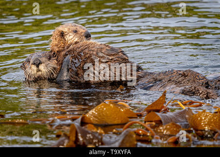 Sea otter (Enhydra lutris) mom with baby a  off the northwestern Vancouver Island shore, Cape Scott, British Columbia, Canada. Stock Photo