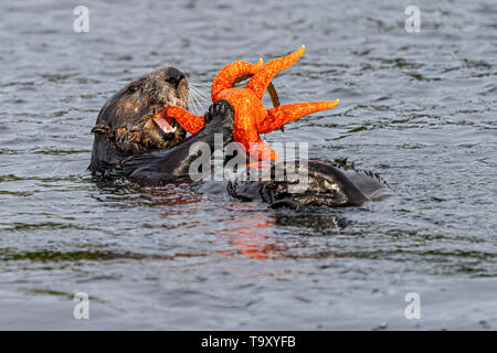 Sea otter (Enhydra lutris) eating a orange starfish off the northwestern Vancouver Island shore, Cape Scott, British Columbia, Canada. Stock Photo