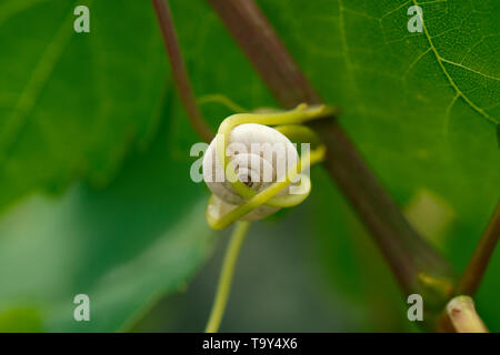 Large Snail White Shell on green leaf Stock Photo