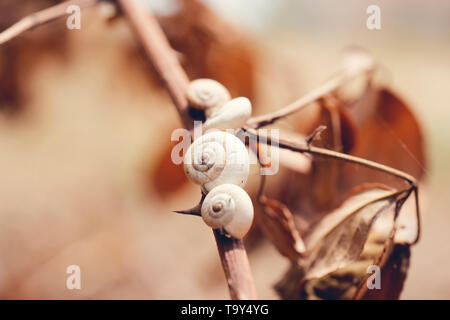 snail shells on a dry tree trunk in spring Stock Photo
