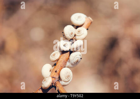snail shells on a dry tree trunk in spring Stock Photo