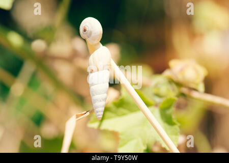 snail shells on a dry tree trunk in spring Stock Photo
