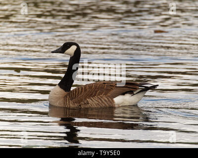 Canada goose quebec discount location