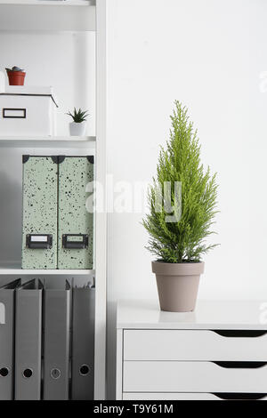 Green cedar tree on white commode in office Stock Photo