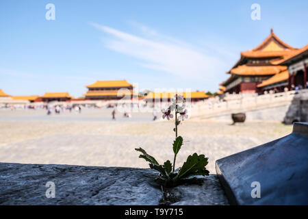 Forbidden City in Beijing China Stock Photo