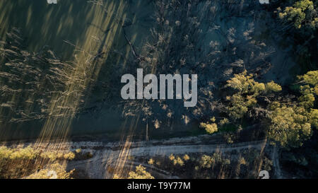 Low altitude aerial of dead timber in a billabong beside the Murray River, Merbein, Victoria, Australia. Stock Photo