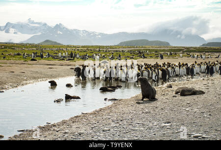 A colony of king penguins with fur seals in the foreground. Some penguins are molting. Thick light green grass is in the background and rugged, snowy  Stock Photo