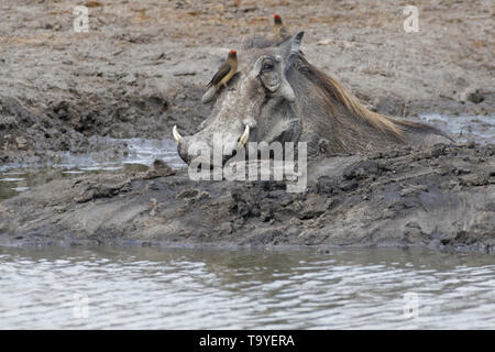 Warthog (Phacochoerus africanus), adult taking a mud bath with two red-billed oxpeckers (Buphagus erythrorhynchus) on his head, Kruger NP,South Africa Stock Photo