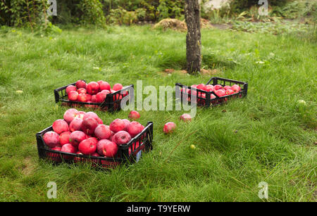On a thick green grass lies the harvest of red ripe apples collected in plastic baskets Stock Photo