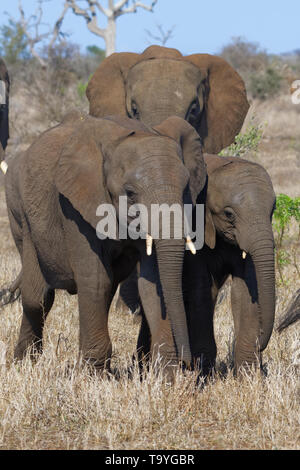 African bush elephants (Loxodonta africana), elephant calves with elephant cow, walking on dry grass, Kruger National Park, South Africa, Africa Stock Photo