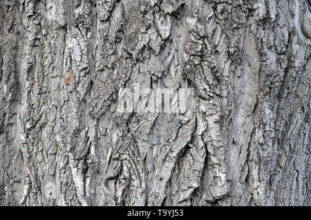 Oak tree bark photograph. Very clear high quality photograph of the natural Oak tree texture. Ideal for background or overlay texture. Could also be u Stock Photo
