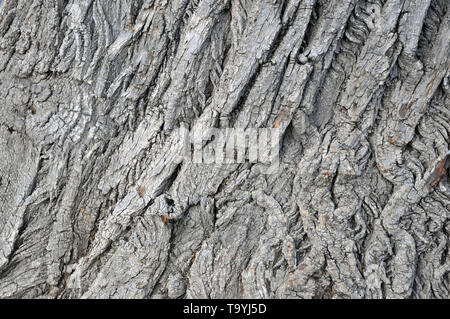 Oak tree bark photograph. Very clear high quality photograph of the natural Oak tree texture. Ideal for background or overlay texture. Could also be u Stock Photo