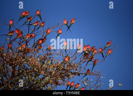 Southern Carmine Bee-eaters (merops nubicoides) flock, perched on a tree. Northern Namibia Stock Photo